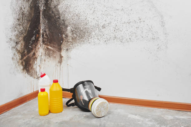 Trusted Newport, DE Mold Remediation Experts